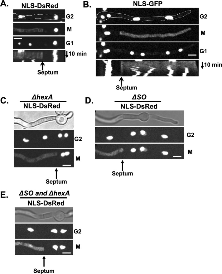 FIGURE 2: