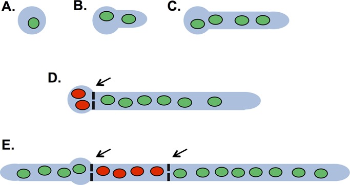 FIGURE 1: