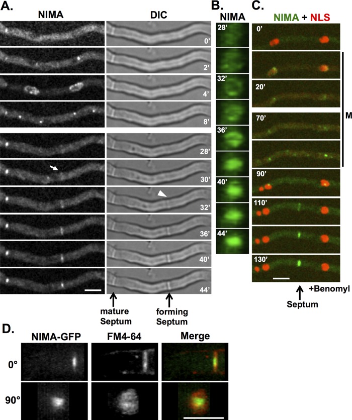 FIGURE 6: