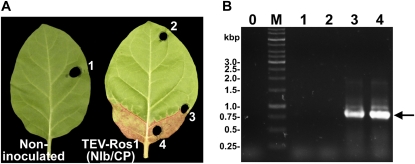 Figure 3.