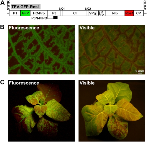 Figure 2.