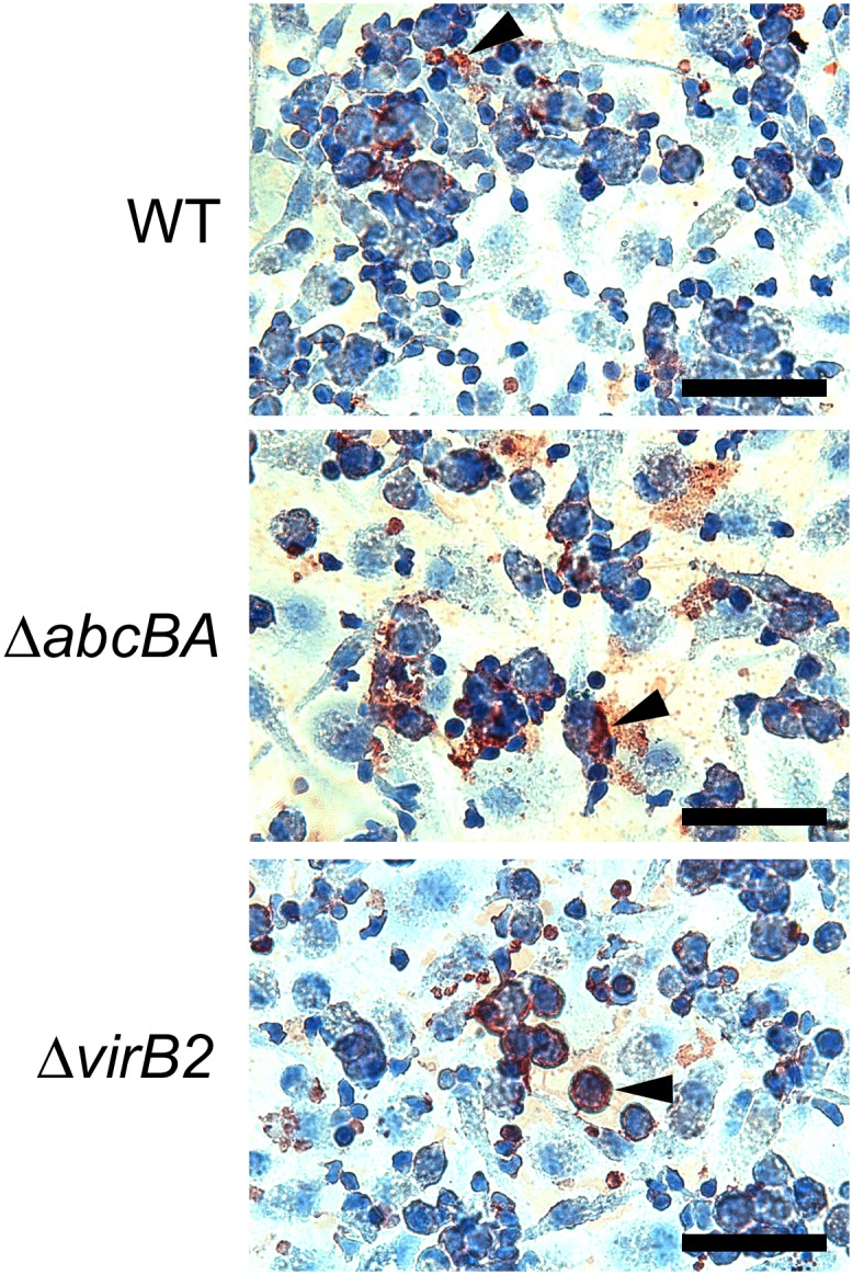 Fig 2