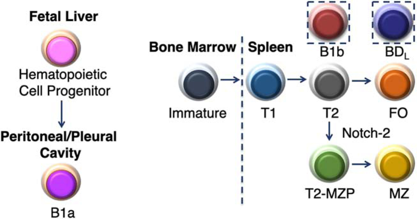 Discovery and Function of B cell IgD Low (BDL) B Cells in Immune ...