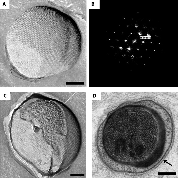 FIG 2