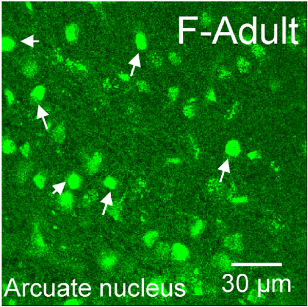 Figure 3: