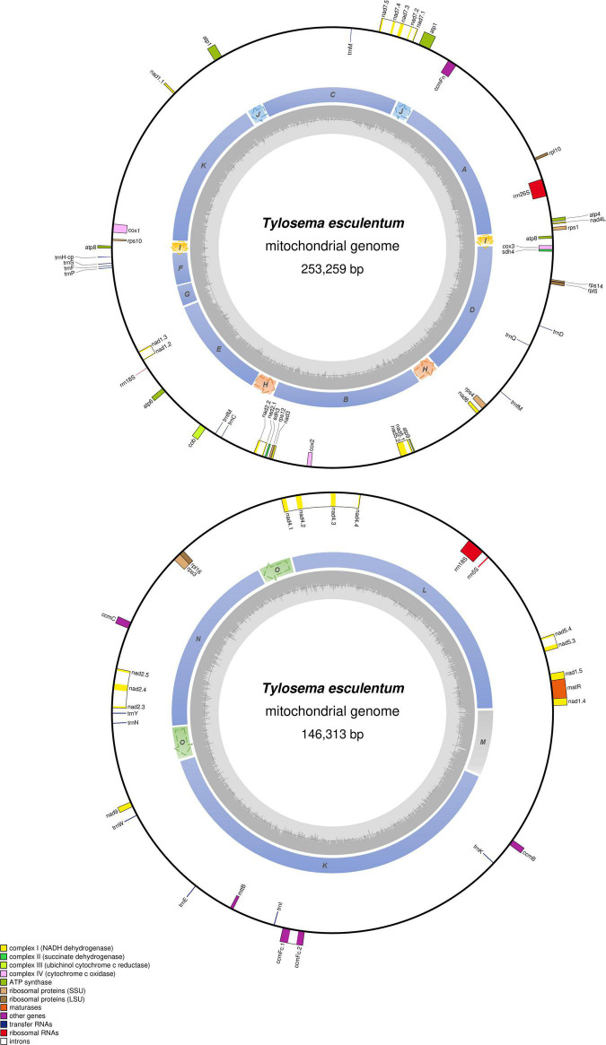 FIGURE 4