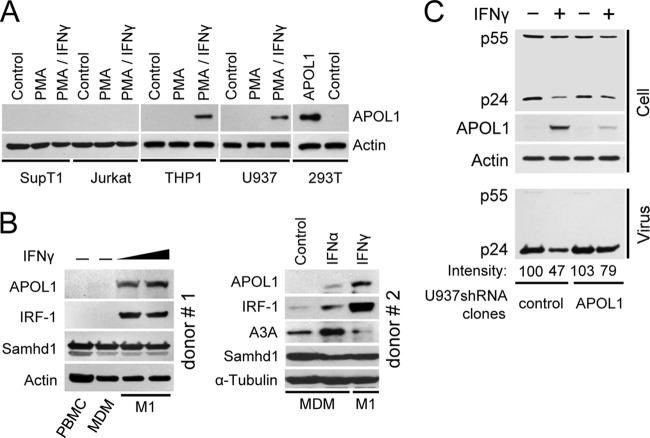 FIG 8