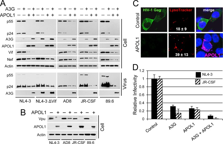 FIG 1