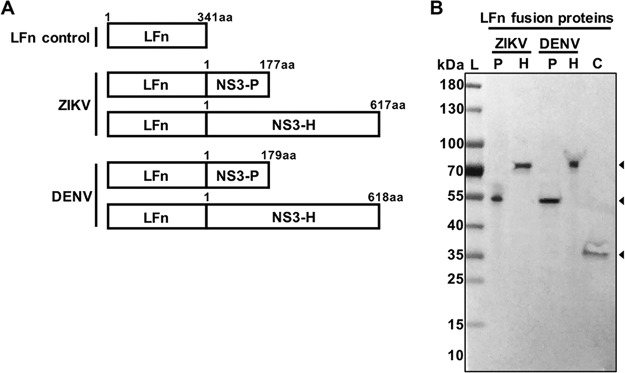 FIG 1