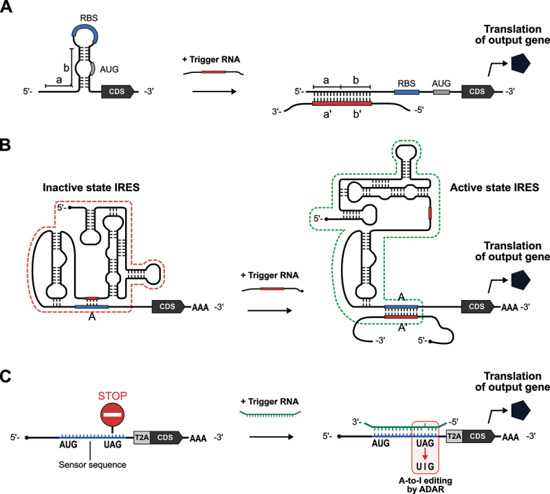 Figure 5.