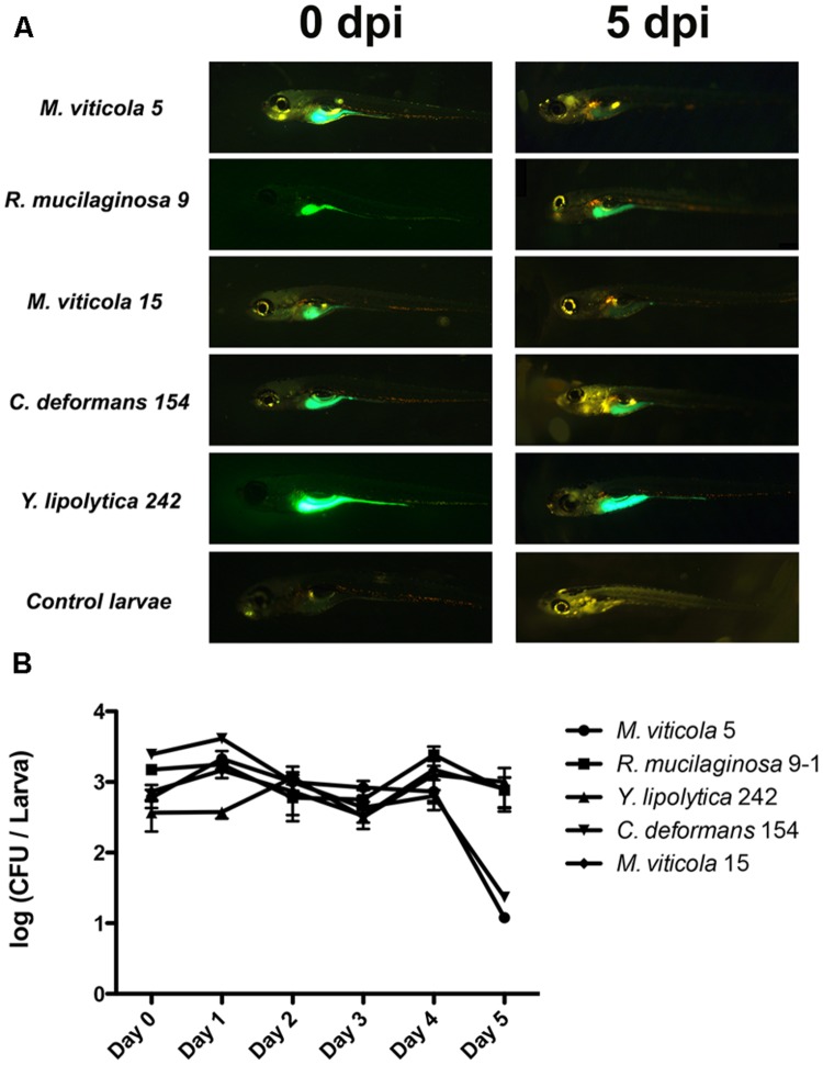 FIGURE 4