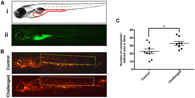 FIGURE 2