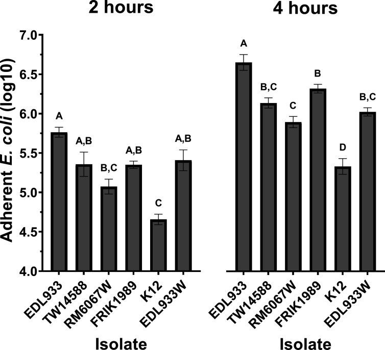 Bar graph depicts the quantity of adherent E. coli (log10 CFU) across different isolates at 2 and 4 h, with statistical comparisons between groups indicated by different letters.