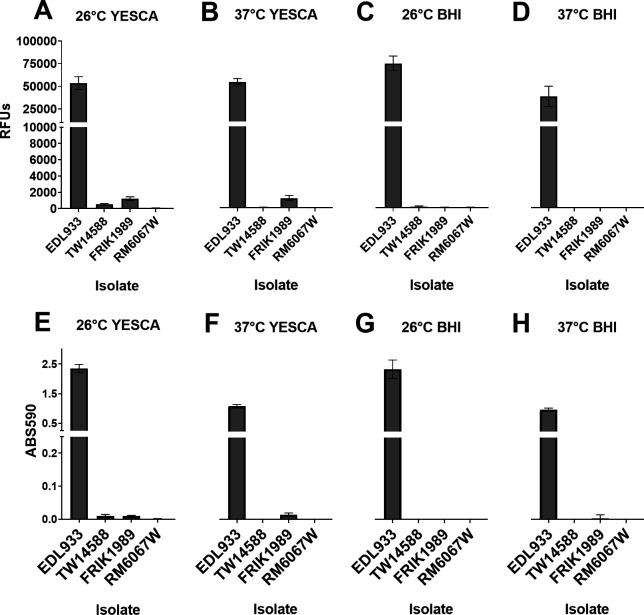 Bar graphs depict biofilm formation via the fluorescence and absorbance of four E. coli isolates (EDL933, TW14588, FRIK1989, and RM6067W) grown under different conditions, with significant differences observed in RFUs and ABS590 between the isolates.