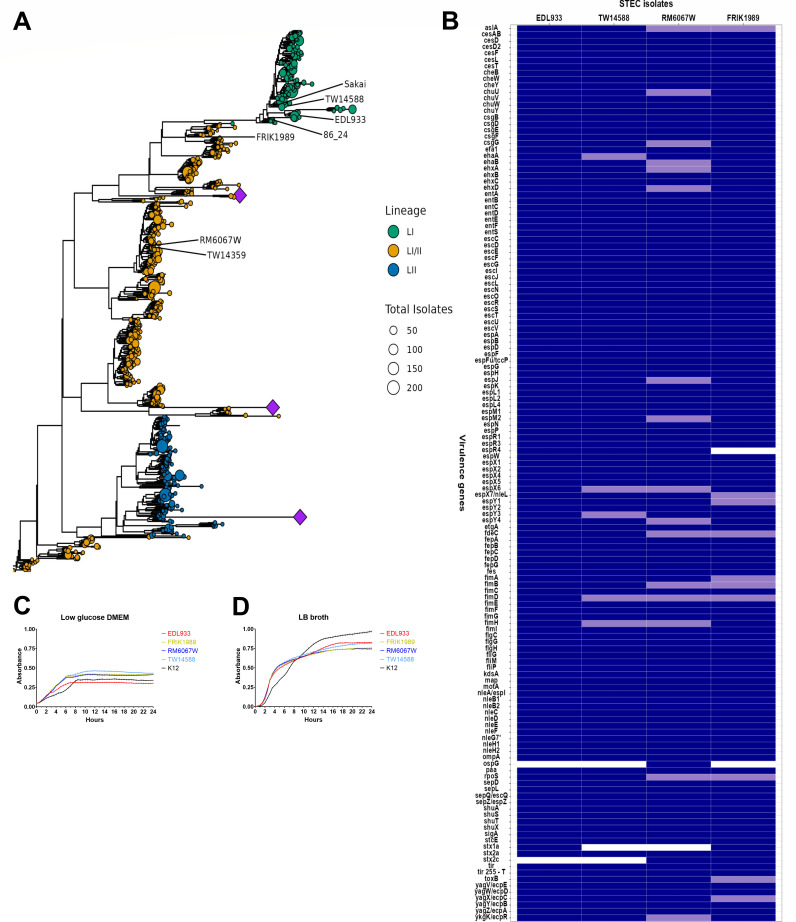 Phylogenetic tree categorizes isolates by lineage and total number, heatmap representing the presence of virulence genes across different STEC isolates, and growth curves comparing different strains in low glucose DMEM and LB broth.