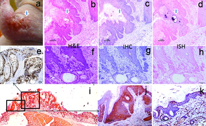 Fig. 8.