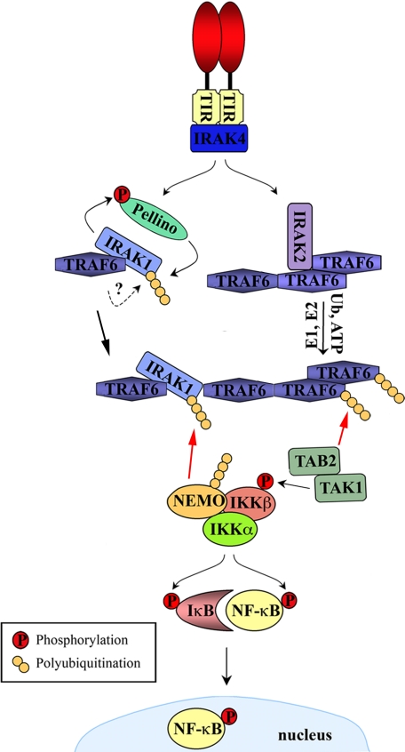 FIGURE 1.