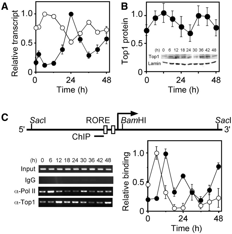 Figure 6.