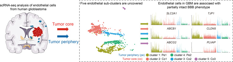 graphic file with name jciinsight-6-150861-g068.jpg