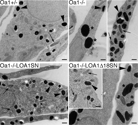 Figure 3.