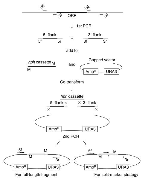 Figure 2.3