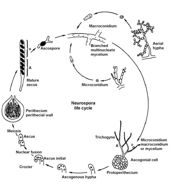 Figure 2.1