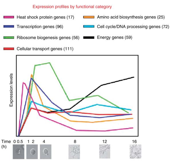 Figure 2.10