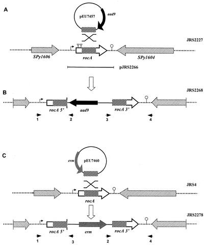 FIG. 2.