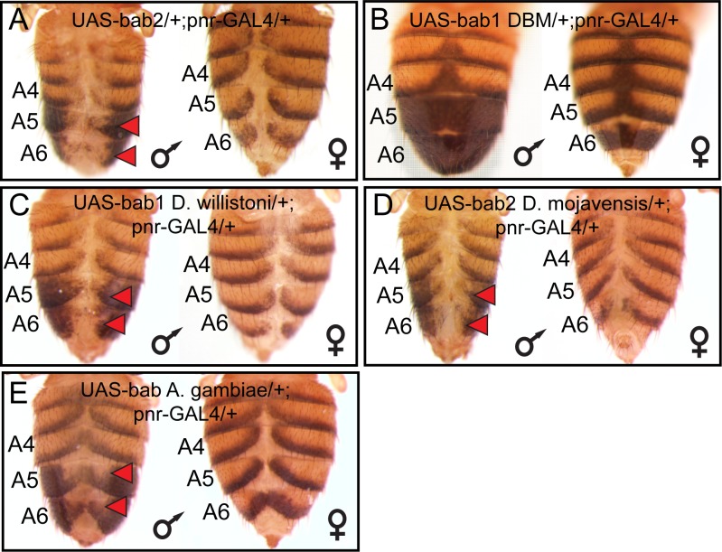 Figure 6—figure supplement 2.