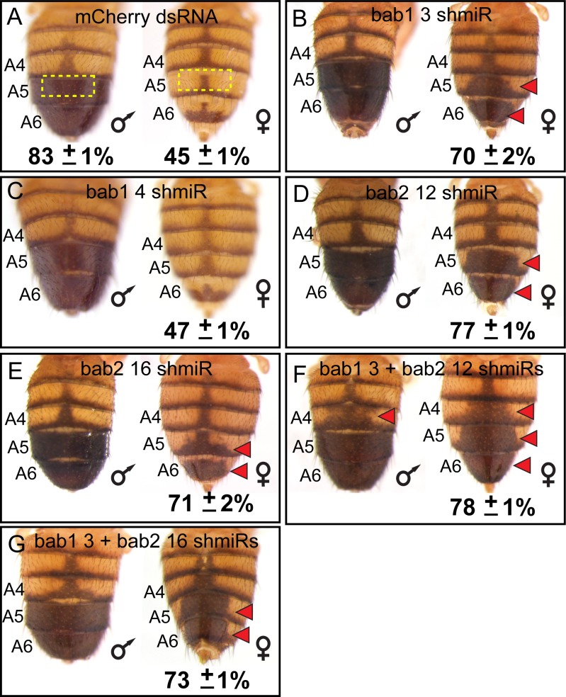 Figure 5.