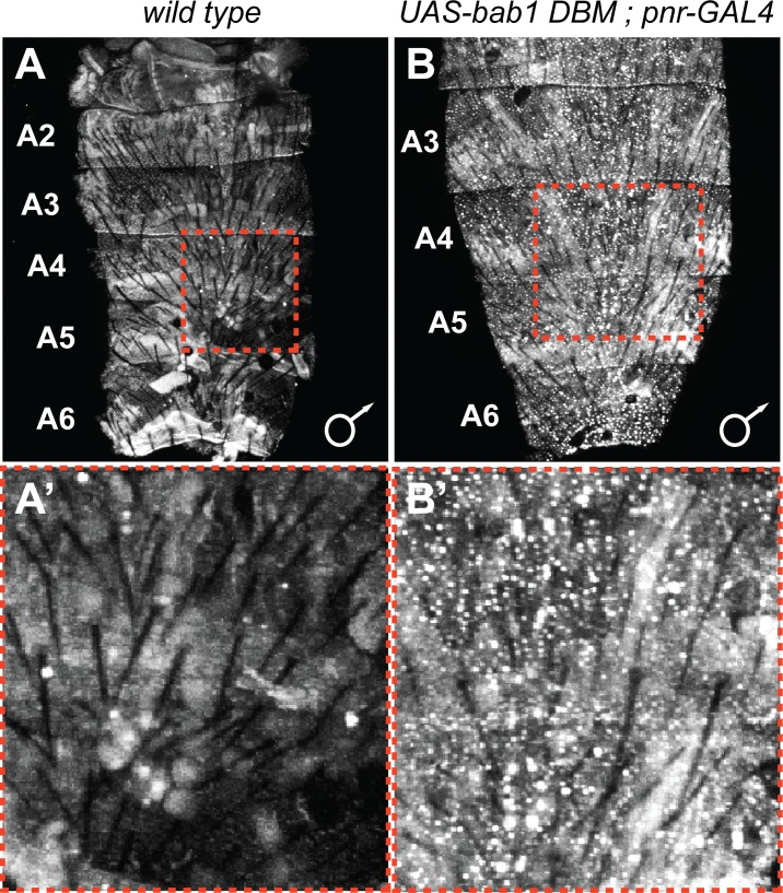 Figure 6—figure supplement 4.