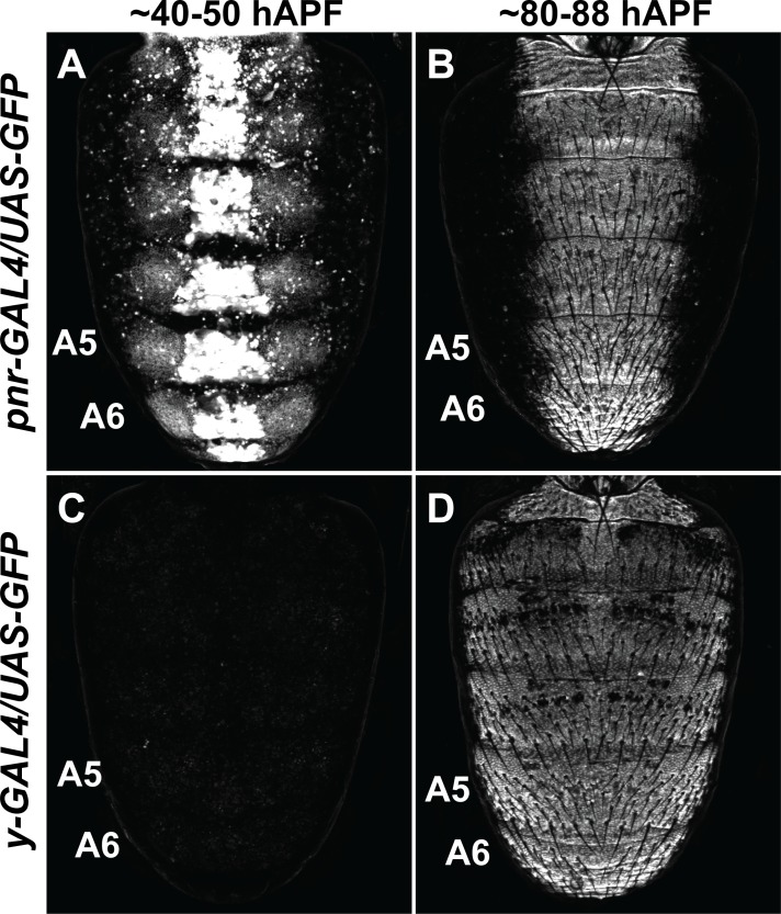 Figure 6—figure supplement 3.