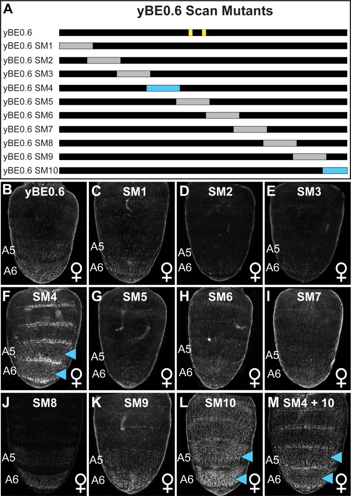 Figure 2—figure supplement 1.