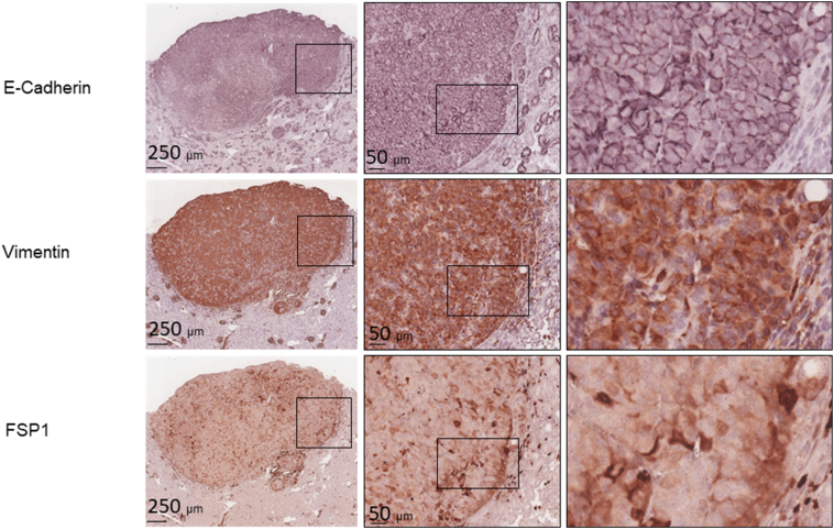 Supplementary Figure 5-2