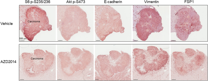 Supplementary Figure 6