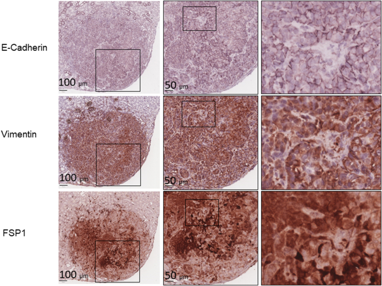 Supplementary Figure 5-1