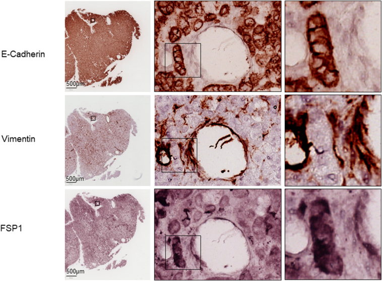 Supplementary Figure 3