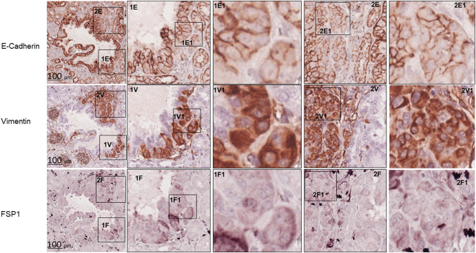 Supplementary Figure 4