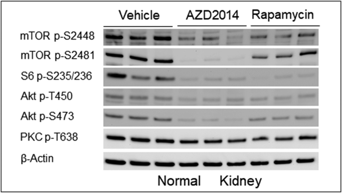 Supplementary Figure 7