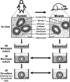 Fig.3