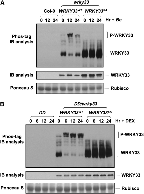 Figure 7.