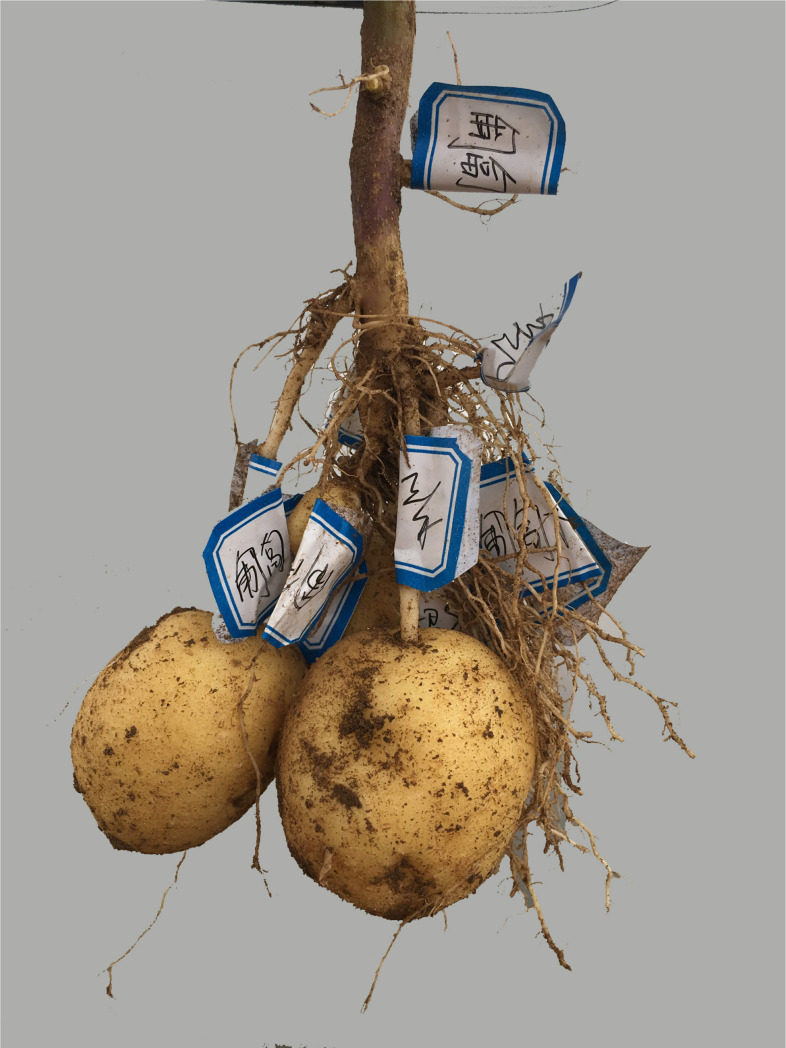 Fig 6