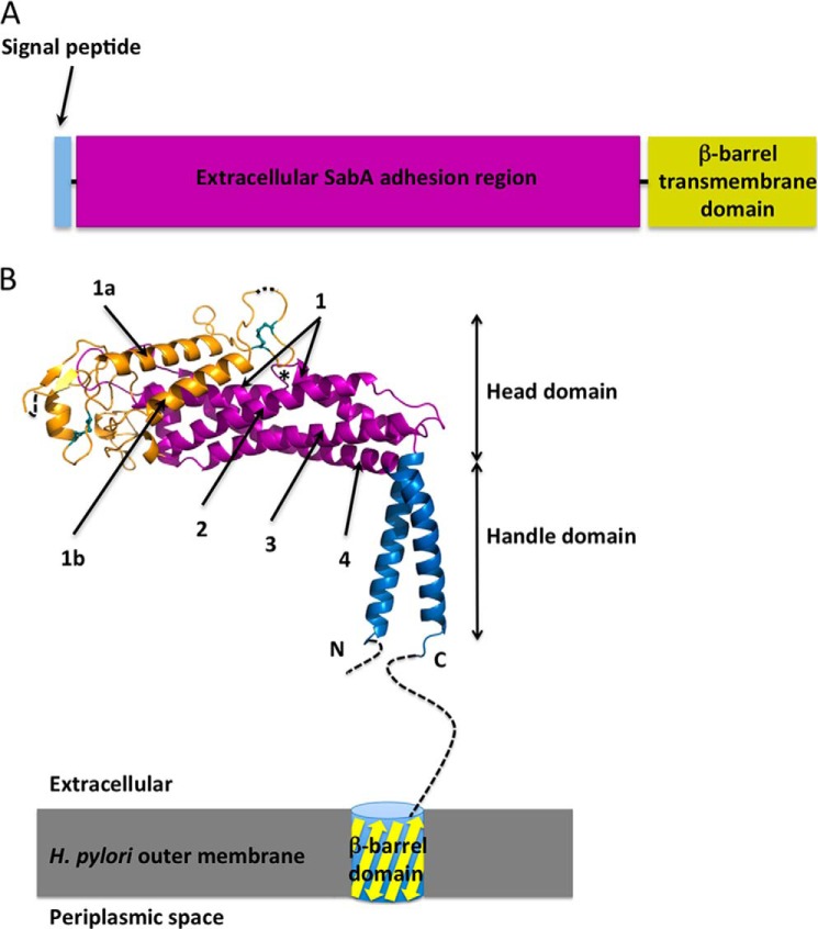 FIGURE 1.