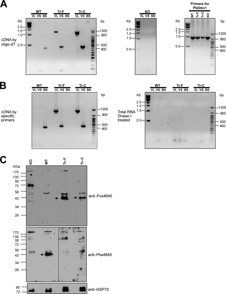 FIG 2 