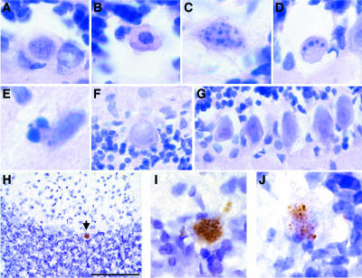 FIG. 8.