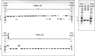 Figure 5—figure supplement 4.
