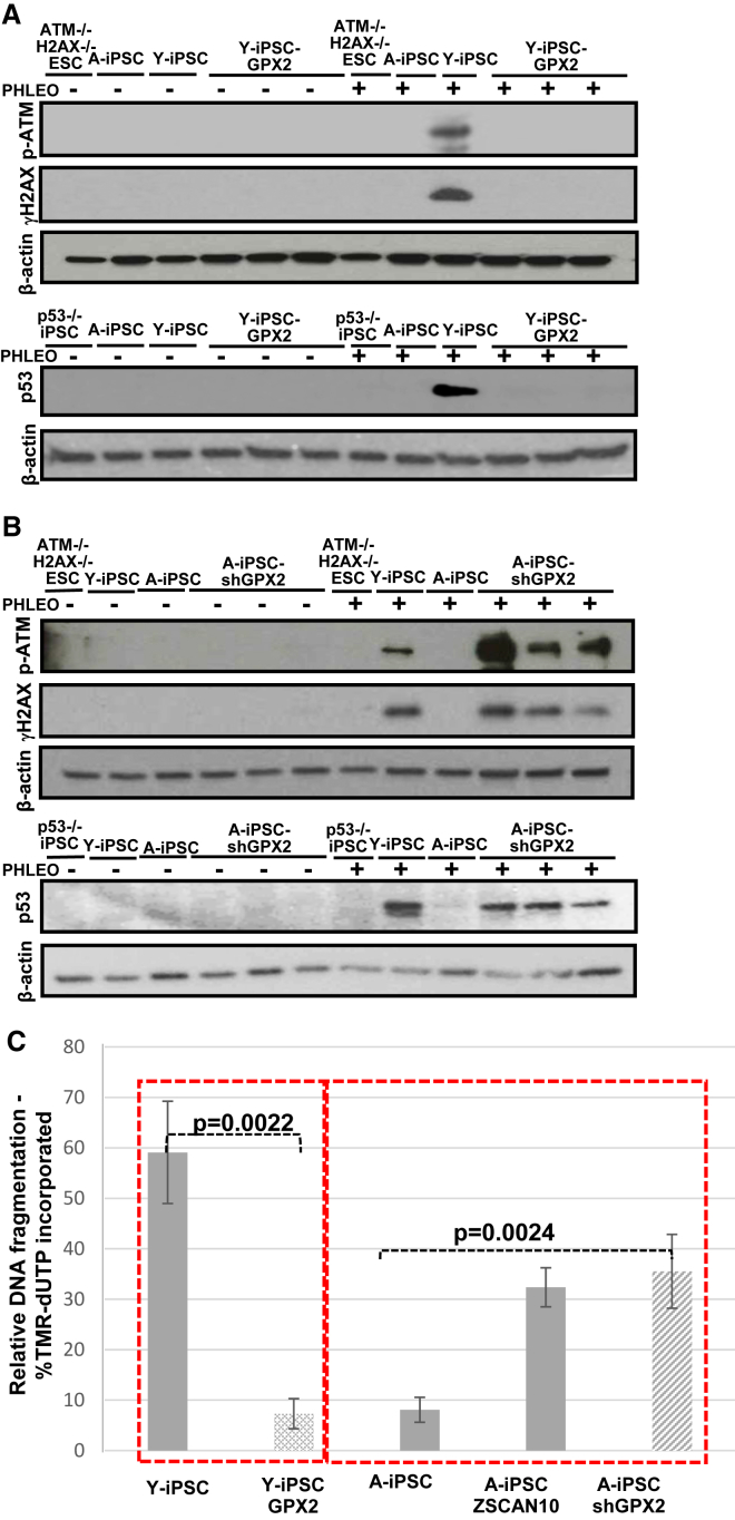 Figure 2