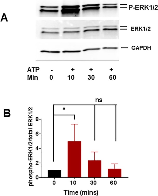 Fig 5