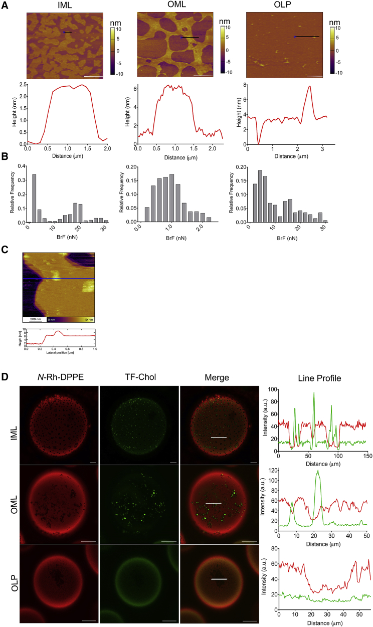 Dynamical Organization of Compositionally Distinct Inner and Outer ...