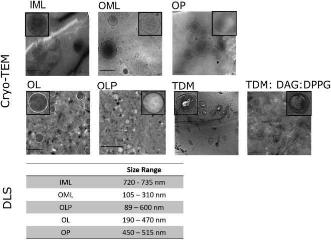 Dynamical Organization of Compositionally Distinct Inner and Outer ...